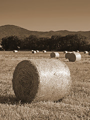 Image showing hayrolls