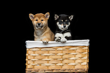 Image showing Beautiful shiba inu puppies in basket