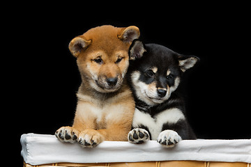 Image showing Beautiful shiba inu puppies in basket