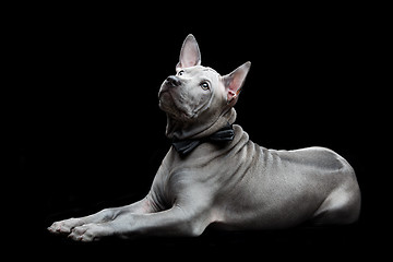 Image showing Thai ridgeback puppy