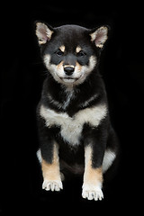 Image showing Beautiful shiba inu puppy 