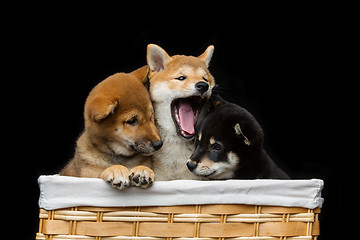 Image showing Beautiful shiba inu puppies in basket