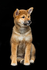 Image showing Beautiful shiba inu puppy 