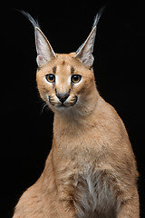 Image showing Beautiful caracal lynx over black background