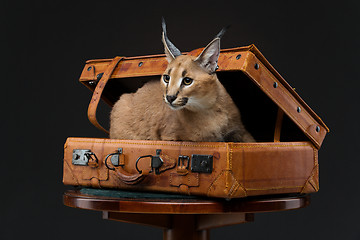 Image showing Beautiful caracal lynx over black background