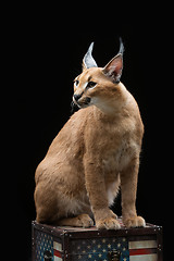 Image showing Beautiful caracal lynx over black background