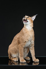 Image showing Beautiful caracal lynx over black background