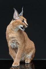 Image showing Beautiful caracal lynx over black background