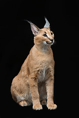 Image showing Beautiful caracal lynx over black background