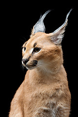 Image showing Beautiful caracal lynx over black background