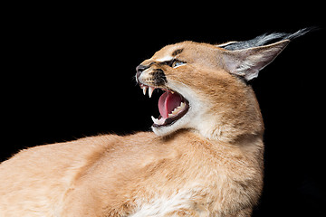 Image showing Beautiful caracal lynx over black background