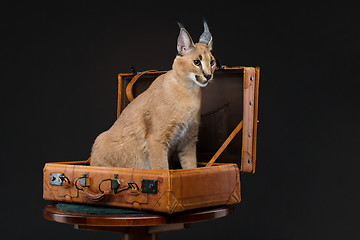 Image showing Beautiful caracal lynx over black background