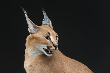 Image showing Beautiful caracal lynx over black background