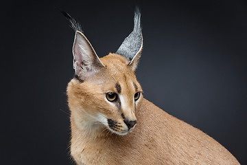 Image showing Beautiful caracal lynx over black background