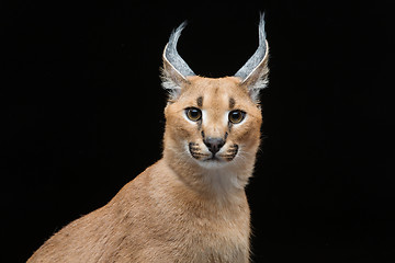 Image showing Beautiful caracal lynx over black background