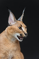 Image showing Beautiful caracal lynx over black background