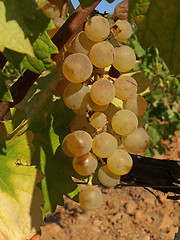 Image showing bunches of white grape