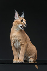 Image showing Beautiful caracal lynx over black background