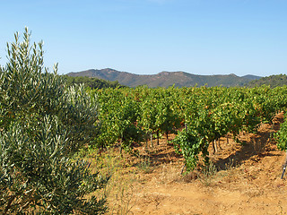 Image showing Provence vineyards