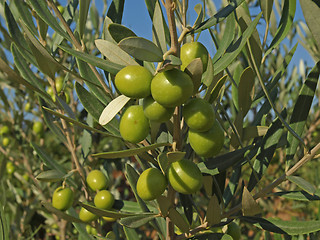 Image showing branches with green olives