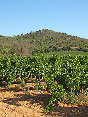 Image showing Provence vineyards