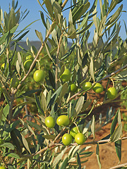Image showing branches with green olives