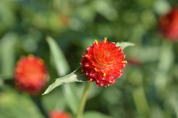 Image showing Red globe amaranth