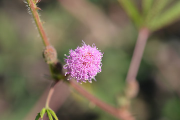 Image showing Sensitive plant