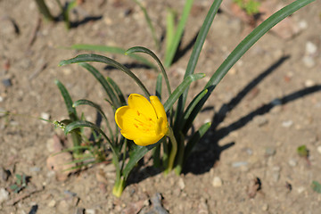 Image showing Winter daffodil