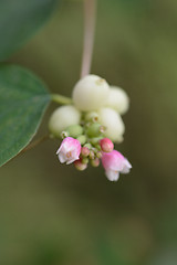 Image showing Coralberry