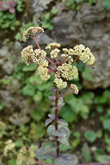 Image showing Tallest stonecrop