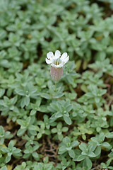 Image showing Sea campion flower