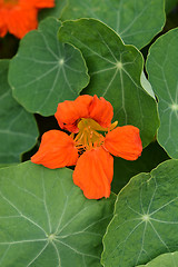 Image showing Garden nasturtium