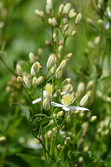 Image showing Erect clematis