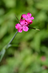 Image showing Croatian pink