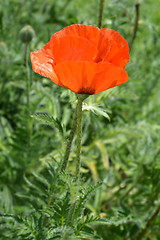 Image showing Oriental poppy