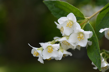 Image showing Florida mock orange