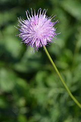 Image showing Single-flowered sawwort