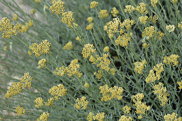 Image showing Italian everlasting flowers