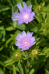 Image showing Stokes aster