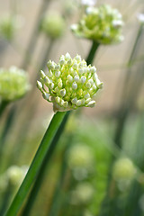 Image showing Garden onion