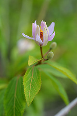 Image showing Tropical East African shrub