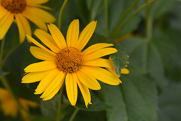 Image showing False sunflower Dauer Gold