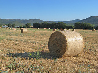 Image showing hayrolls