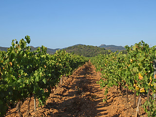 Image showing Provence vineyards