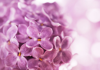 Image showing Lilac