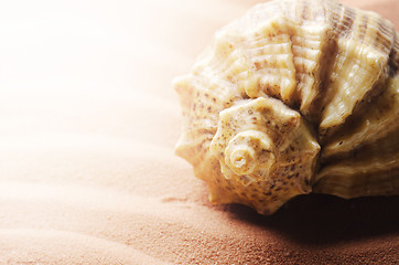 Image showing Seashell