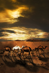 Image showing Camels