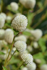 Image showing White globe amaranth