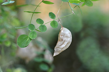 Image showing Common bladder senna